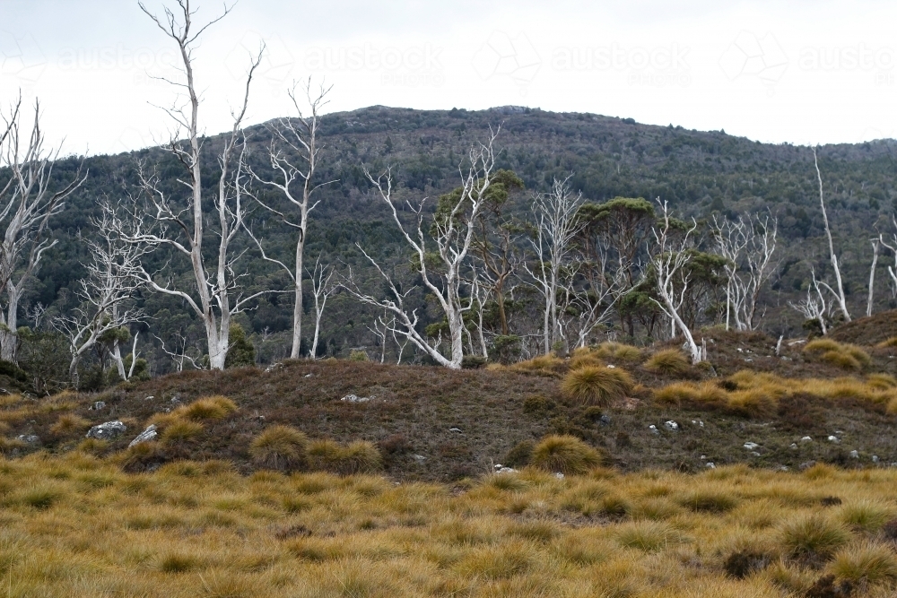 Dead trees, Cradle Mountain National Park - Australian Stock Image