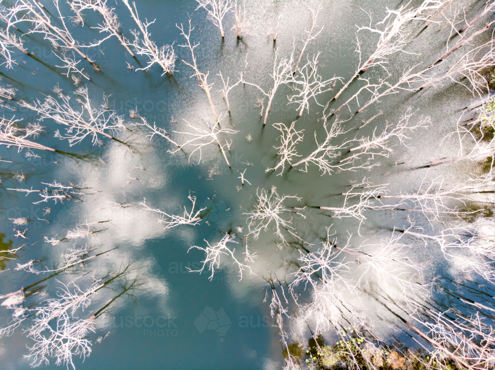Dead trees emerge from the water in Hinze Dam in Numinbah Valley, Gold Coast, Queensland, Australia - Australian Stock Image