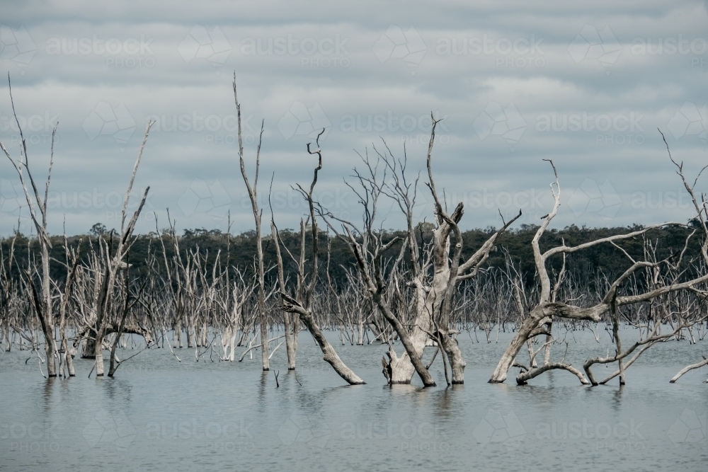 Dead trees in a reservoir. - Australian Stock Image