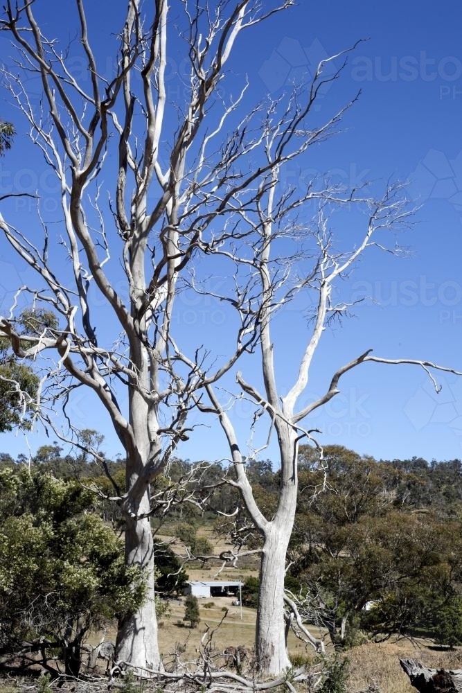 Dead trees in rural setting - Australian Stock Image