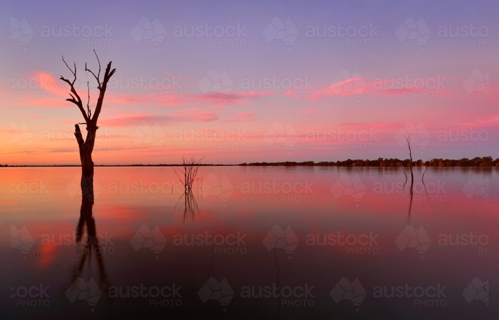 Dead trees in the calm lake at sunset - Australian Stock Image