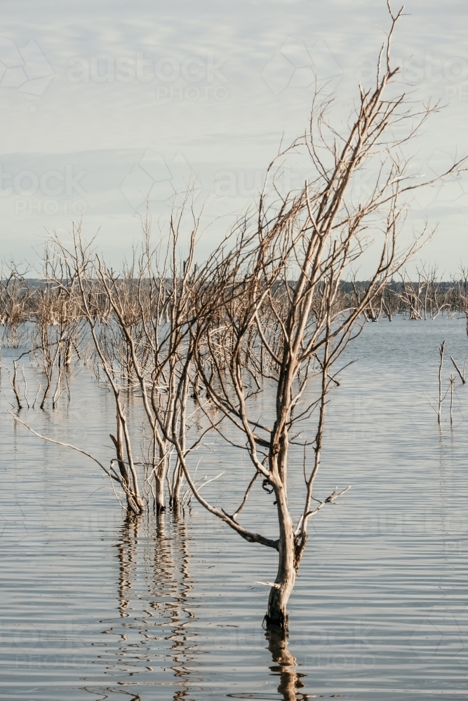 Dead trees in water. - Australian Stock Image