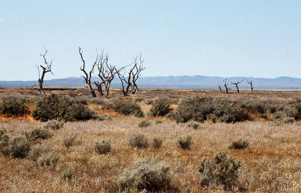 dead trees on plains with hills in background - Australian Stock Image