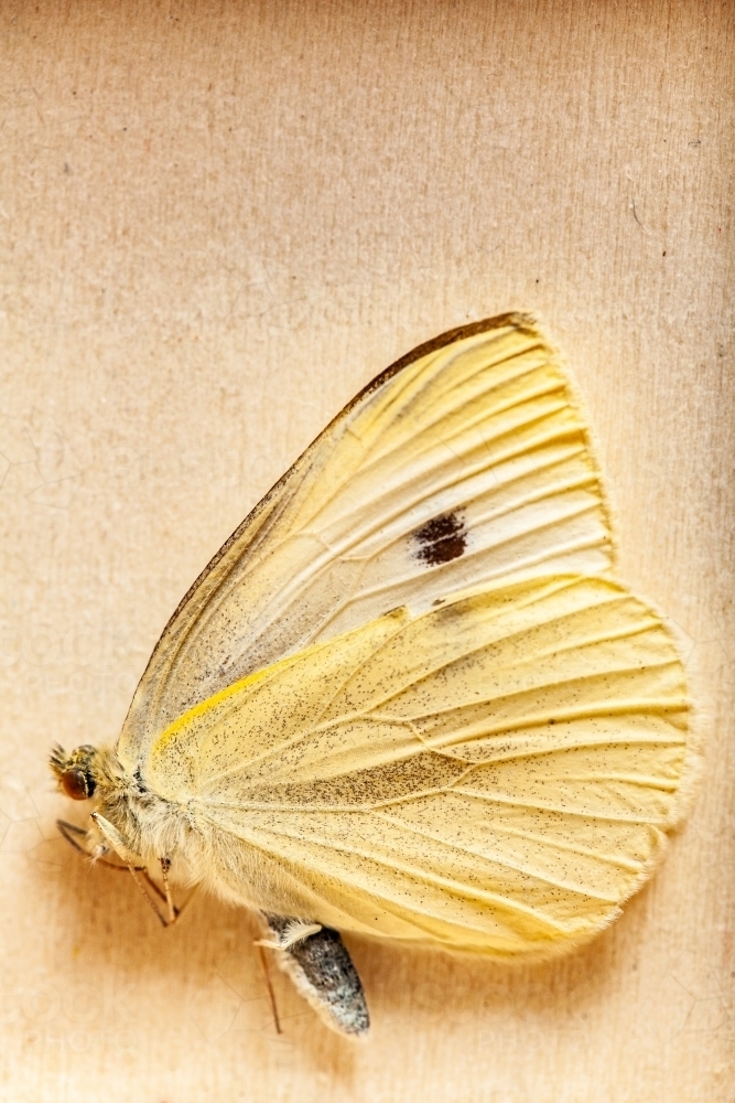 Dead yellow butterfly on wooden background - Australian Stock Image