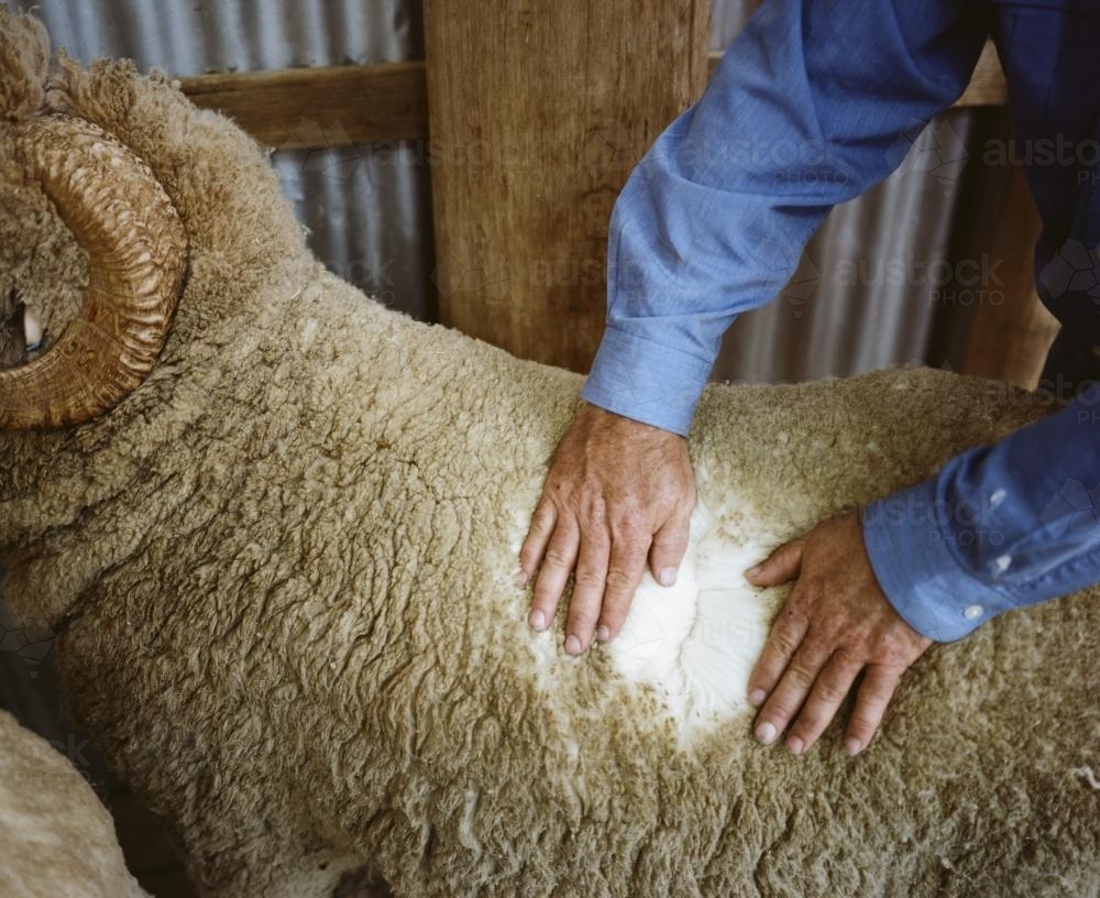 Deatils of a wool classer inspecting a sheep before shearing - Australian Stock Image