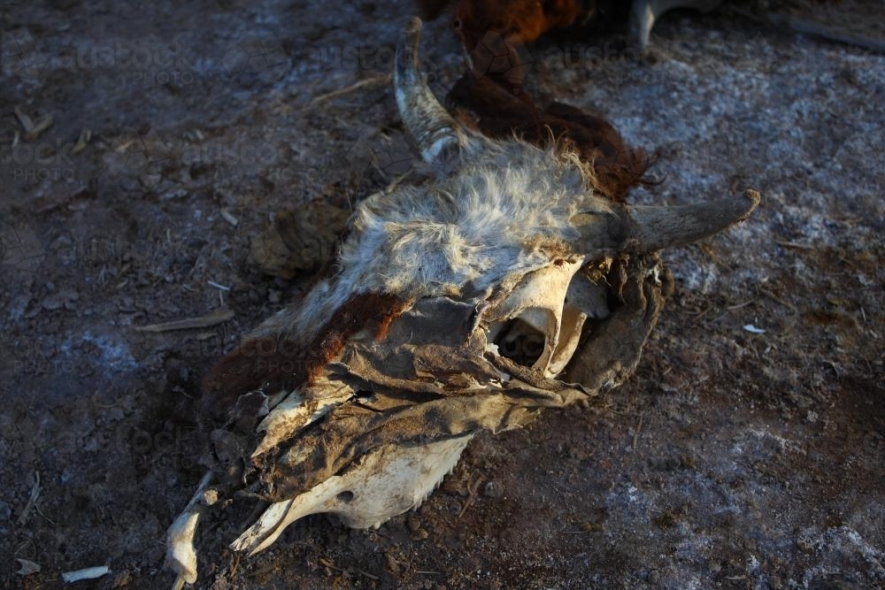 Decaying cow skull on the ground - Australian Stock Image
