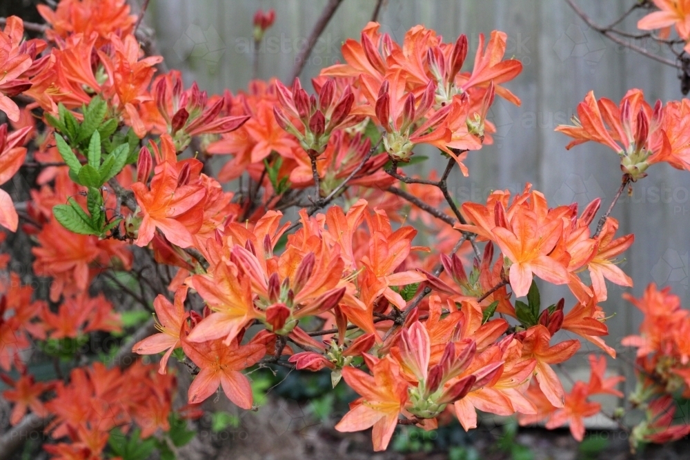 Deciduous azalea shrub in flower - Australian Stock Image