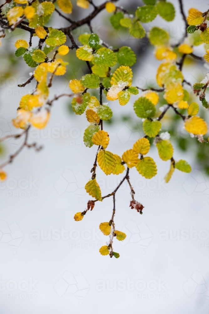 Deciduous beech leaves against snow - Australian Stock Image