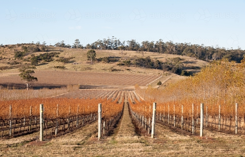 Deciduous grape vines in a vineyard with country views - Australian Stock Image