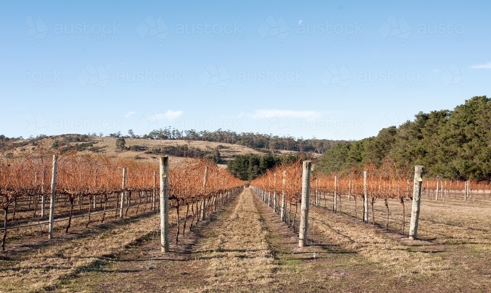 Deciduous grape vines in a vineyard with country views - Australian Stock Image