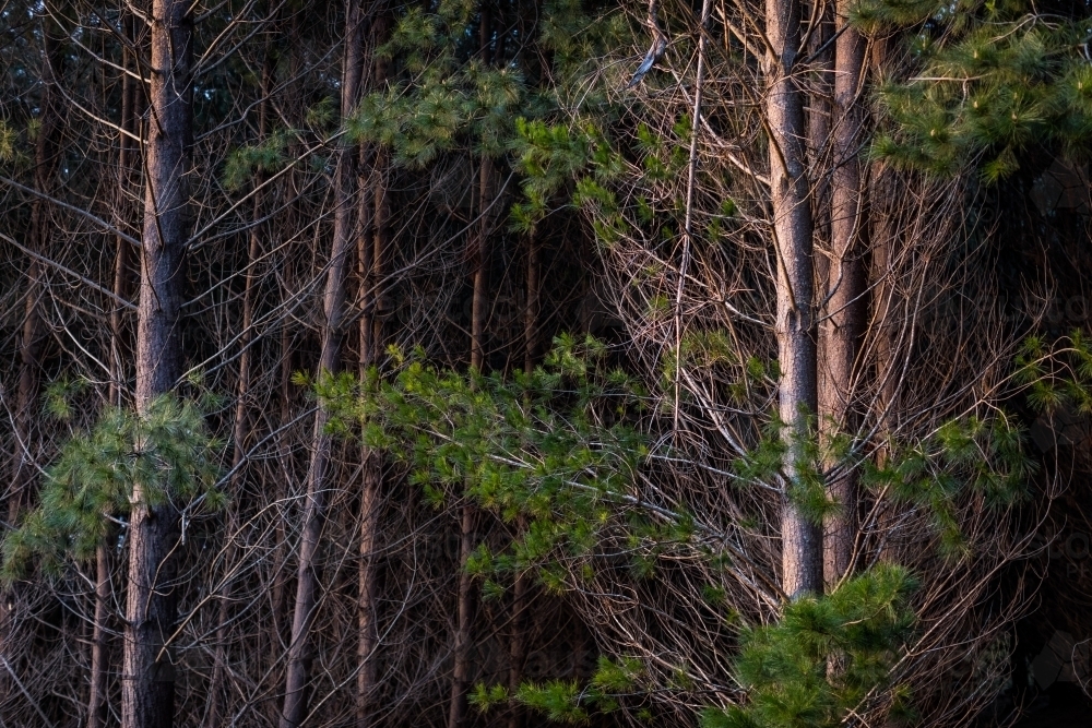 Deciduous trees in a forest - Australian Stock Image