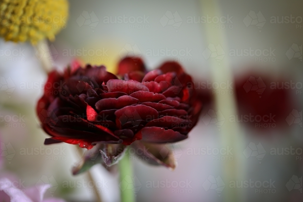 Image of Deep maroon ranunculus flower with blurred background ...