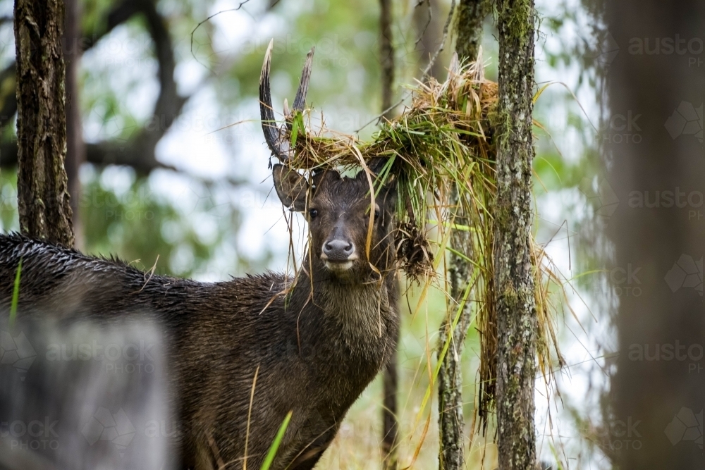 Deer with grass in antlers - Australian Stock Image