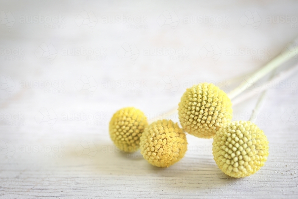 Delicate Billy Buttons blooms on white background - Australian Stock Image