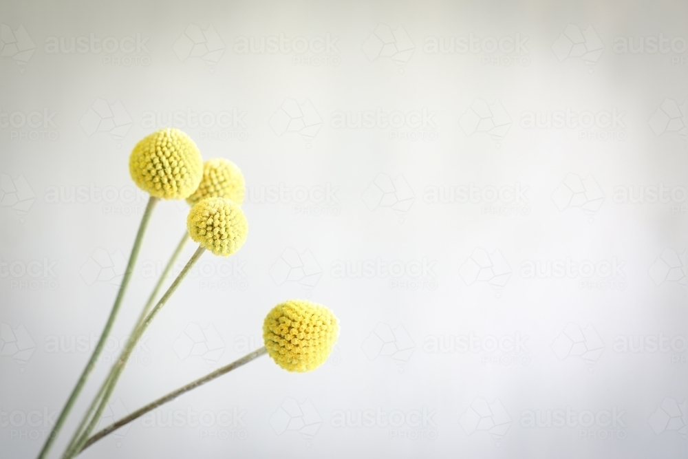 Delicate Billy Buttons blooms on white background with copy space - Australian Stock Image