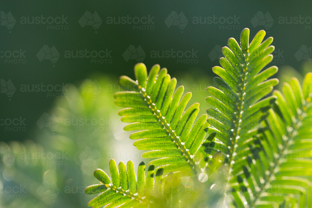 delicate close up of silvery green leaves on native Australian wattle plant - Australian Stock Image