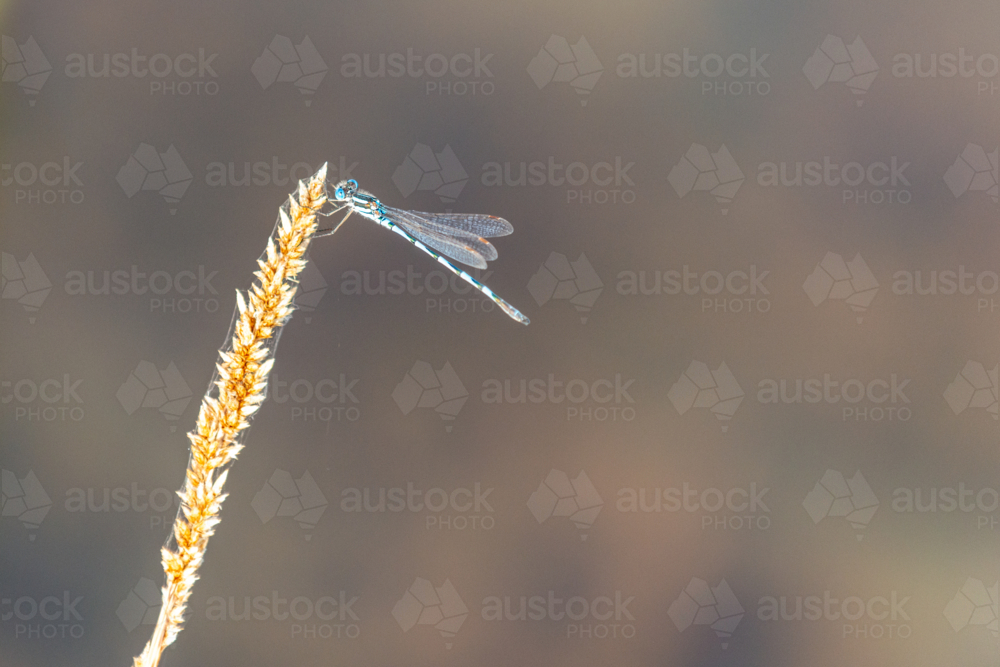 Delicate damselfly perched on the tip of a golden grass seed head. - Australian Stock Image