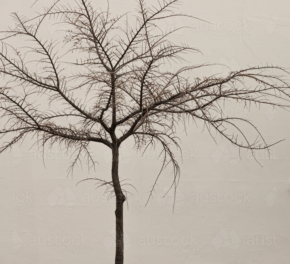 Delicate deciduous tree in Winter baring all its finer branches - Australian Stock Image
