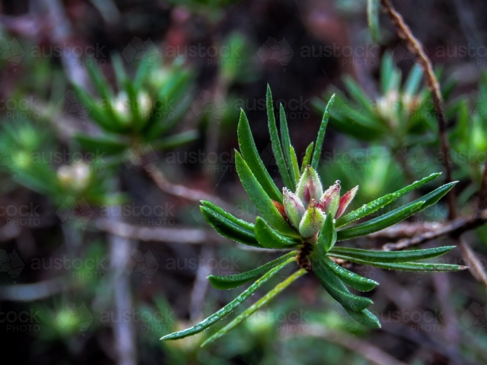 Delicate dewdrops on uncommon Darwinia procera bushflowers - Australian Stock Image