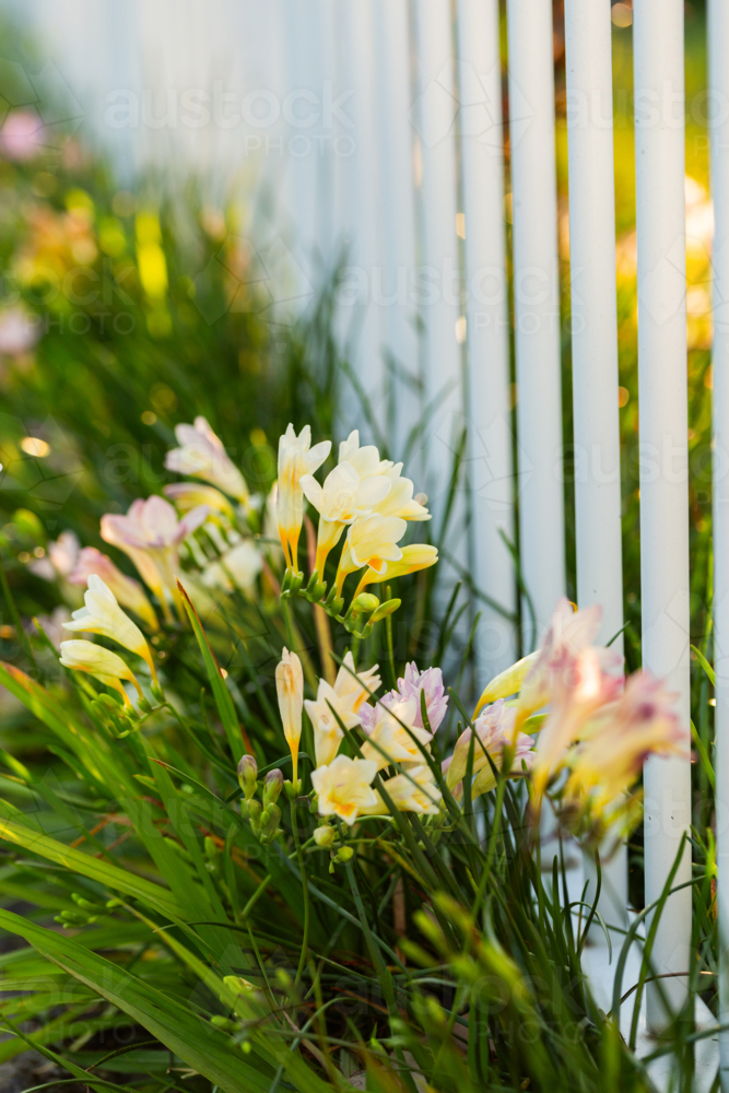Delicate freesia flower bulb plants growing through fence in neat suburban garden - Australian Stock Image