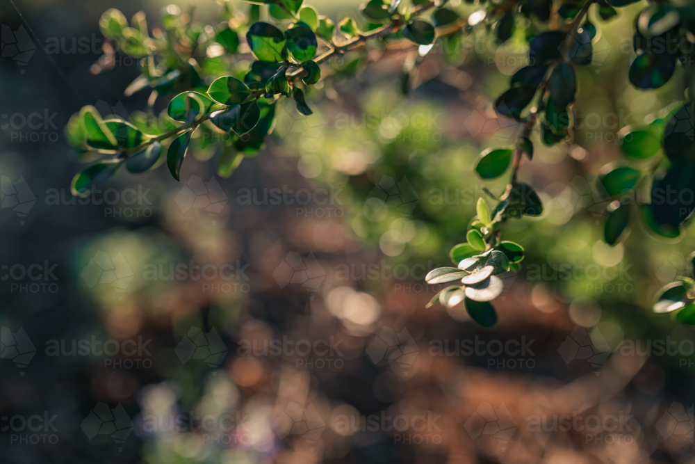 Delicate green leaves in soft morning light with bokeh background - Australian Stock Image