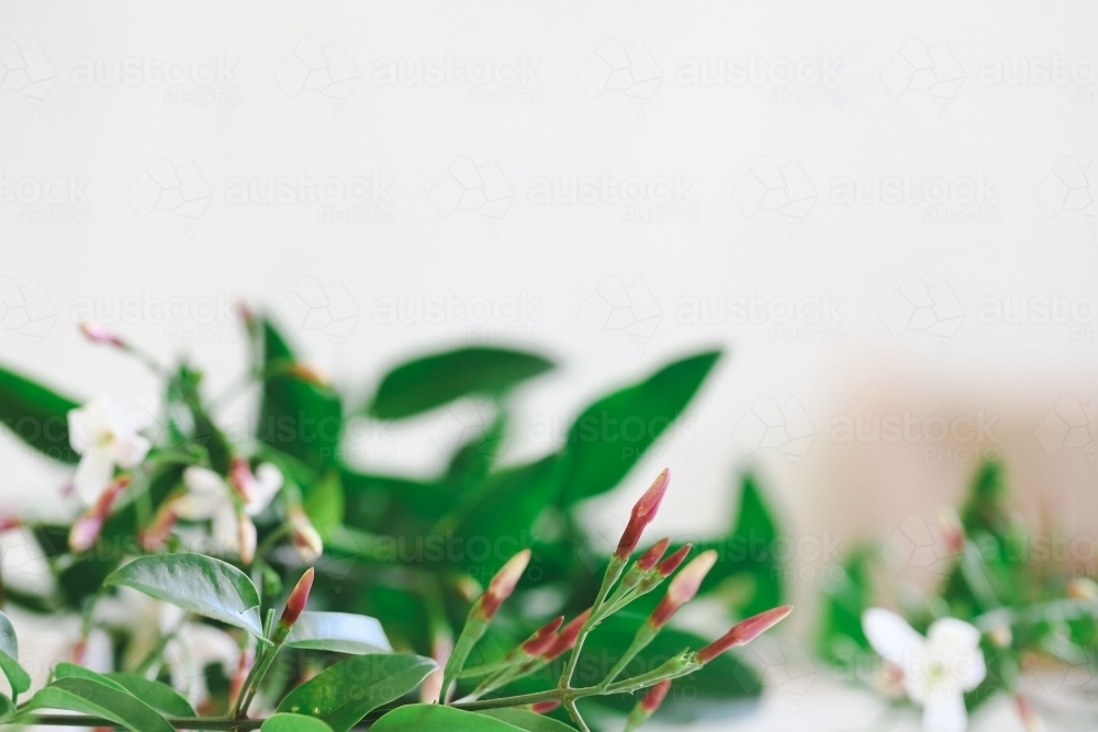 Delicate jasmine flowers on white background with copy space - Australian Stock Image