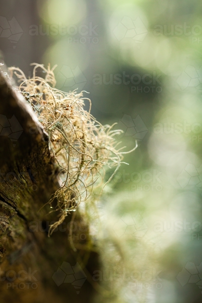 Delicate lichen plant growing on log in forest - Australian Stock Image