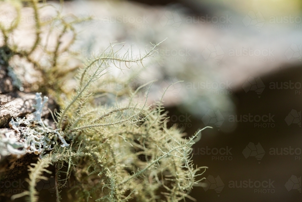 Delicate lichen plant growing on log in forest - Australian Stock Image
