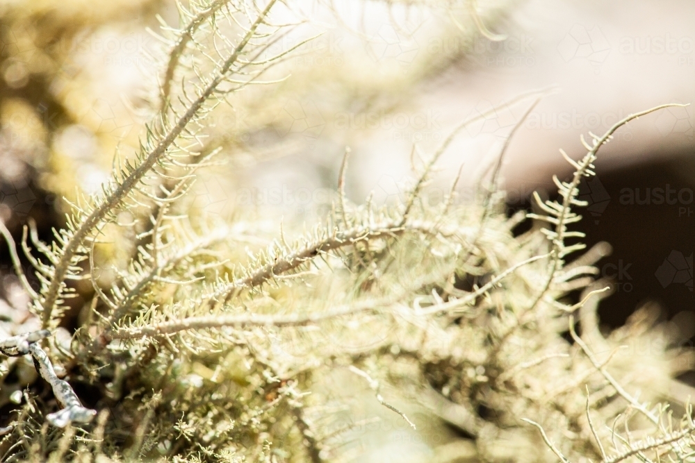 Delicate lichen plant growing on log in forest - Australian Stock Image