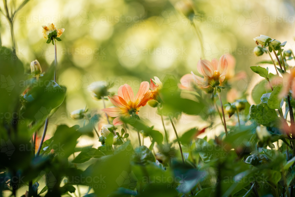 Delicate orange dahlia flowers growing in cottage garden - Australian Stock Image