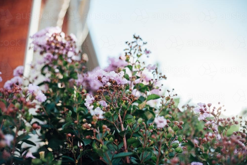 Delicate purple flowers against sky - Australian Stock Image