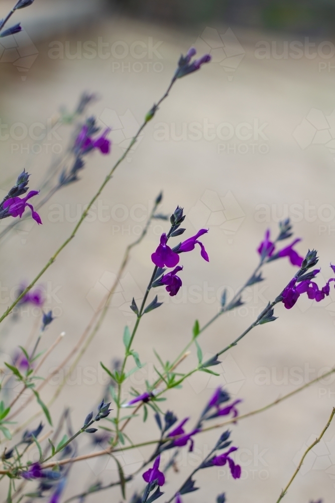 Delicate purple flowers on long stems - Australian Stock Image