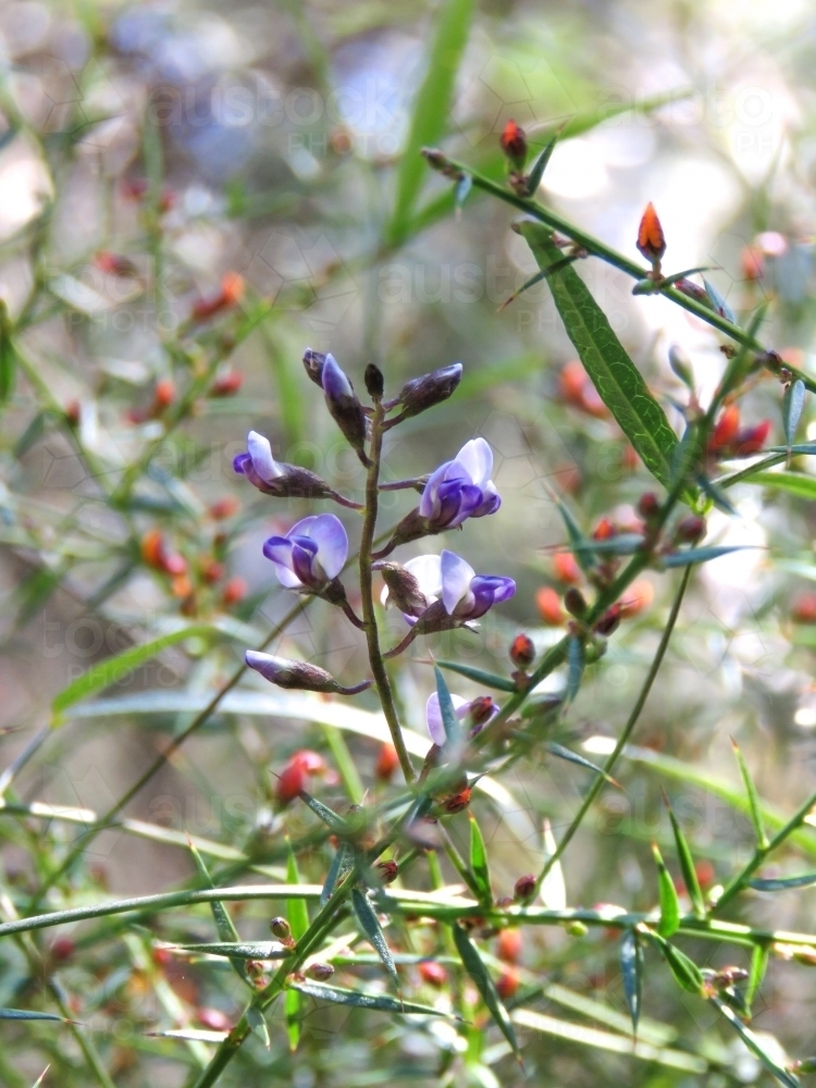 Delicate purple wildflowers amidst twining buds and leaves - Australian Stock Image
