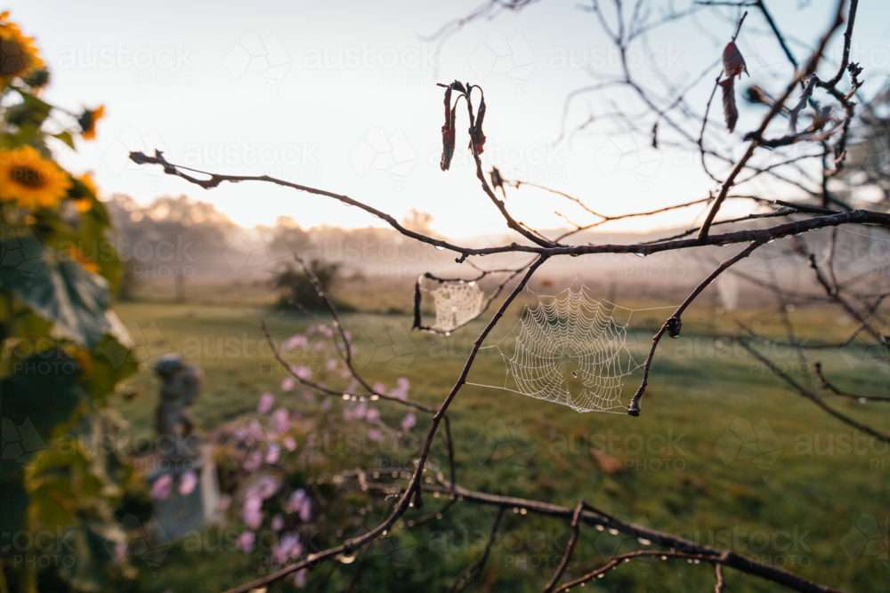 Delicate spider webs clinging to bare branches of deciduous tree on cool autumn morning - Australian Stock Image