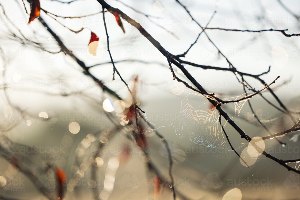 Delicate spiderweb covered in morning dew on bare branches of deciduous tree in autumn - Australian Stock Image