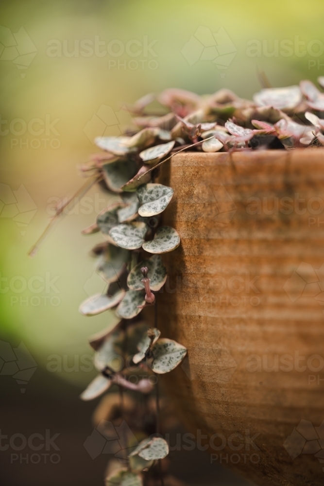 Delicate String of Hearts plant growing in ceramic garden pot - Australian Stock Image