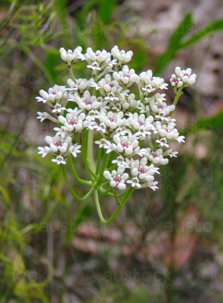 Delicate, tiny white smokebush flowers with pinkish centres - Australian Stock Image