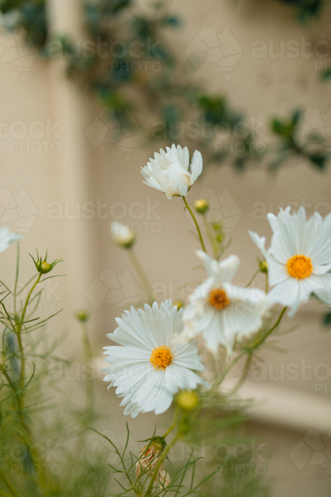 Delicate white cosmos flowers bloom in soft focus garden setting - Australian Stock Image