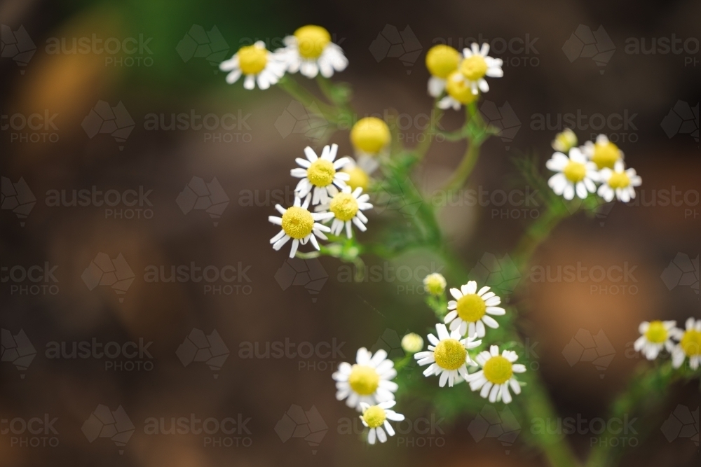 Delicate white daisy flowers with copy space - Australian Stock Image