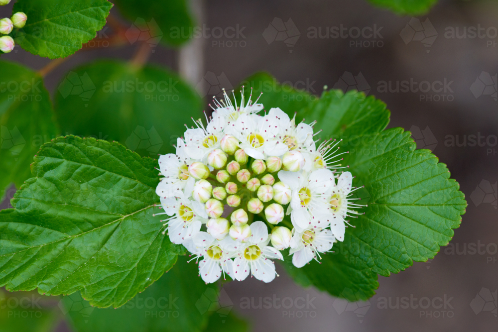 Image of Delicate white flower cluster with emerging buds and green ...