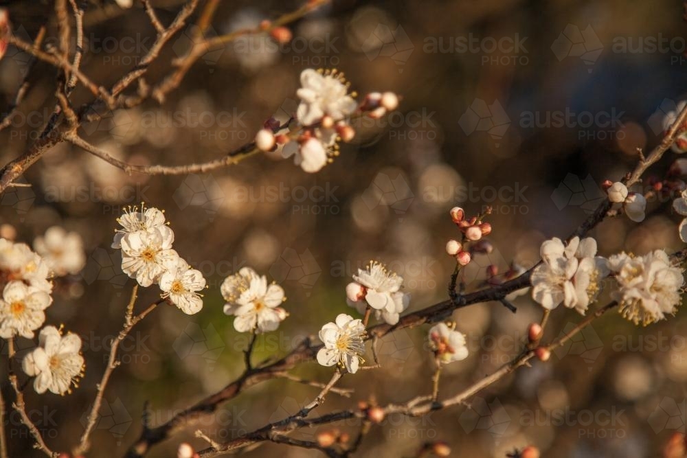 Delicate white winter blossoms - Australian Stock Image