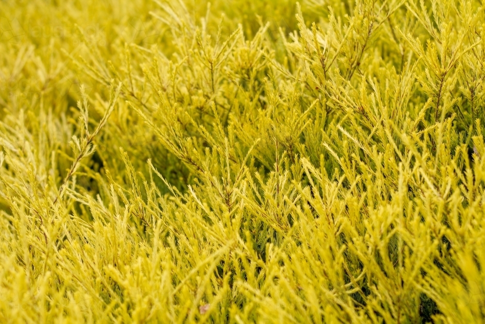 Delicate yellow shrub - Australian Stock Image