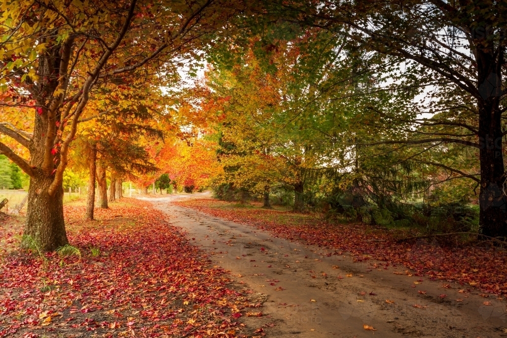 Delightful rural scene of a little laneway through beautiful rows of deciduous trees - Australian Stock Image