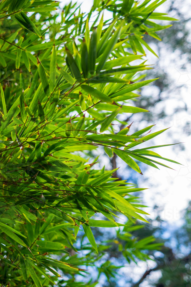 dense bamboo leaves swaying in the wind - Australian Stock Image