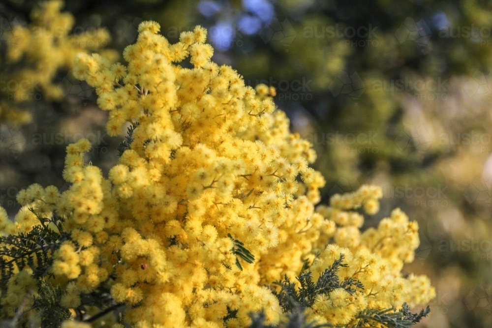 Dense cluster of wattle flowers - Australian Stock Image