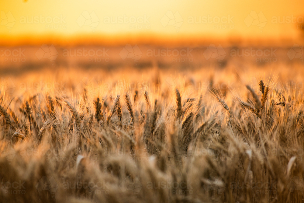 Dense field of golden wheat at sunset - Australian Stock Image