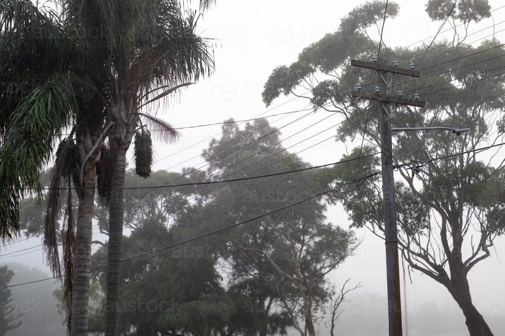 dense fog in the suburbs - Australian Stock Image