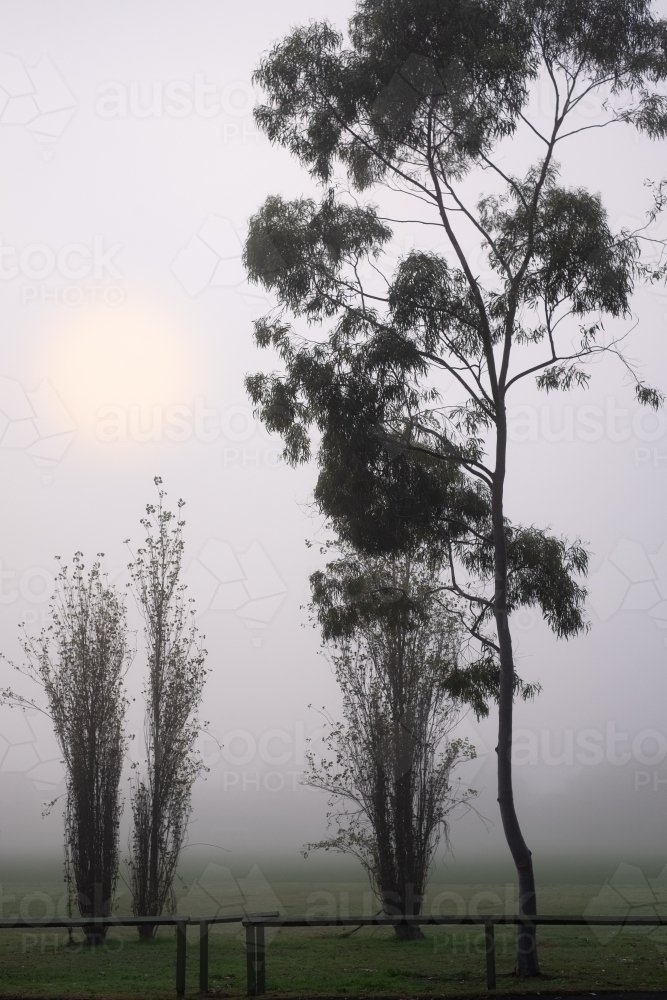 dense fog in the suburbs - Australian Stock Image