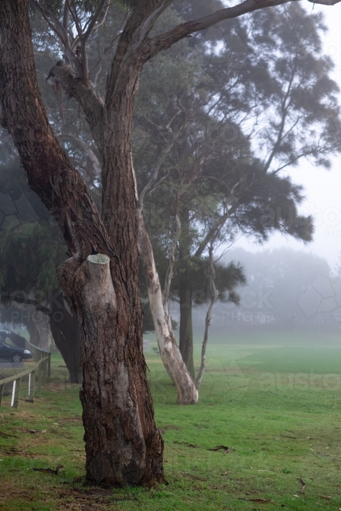 dense fog in the suburbs - Australian Stock Image