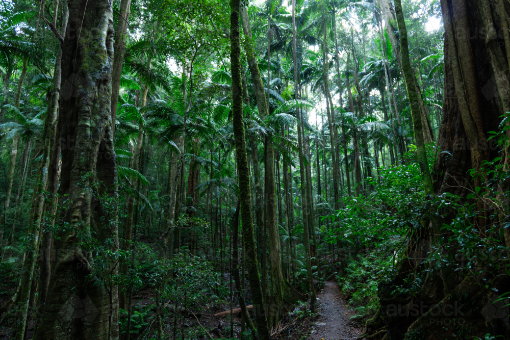 Dense green tropical palm rainforest - Australian Stock Image